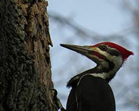 Pileated Woodpecker